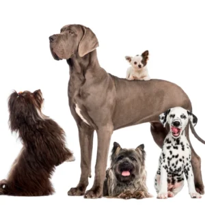Volwassen hond