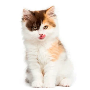 Supplement voor je kat