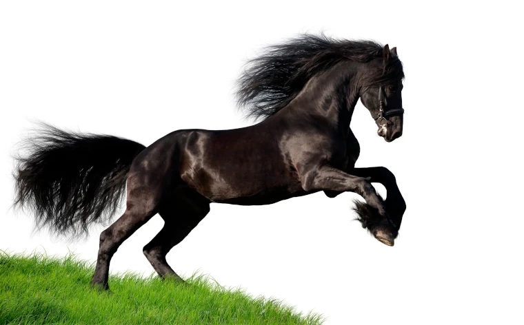 Paard