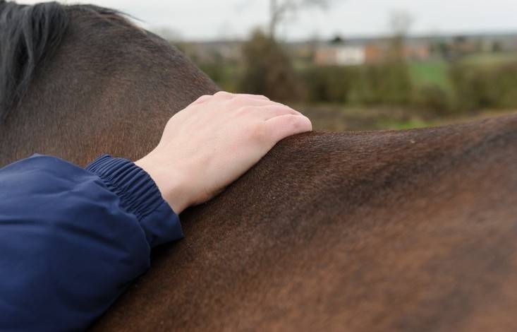 Vetscore ruggengraat